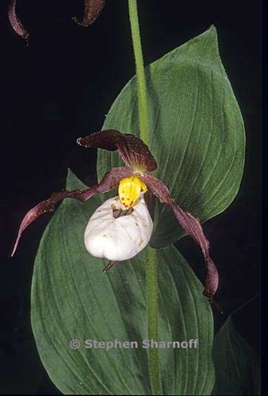 cypripedium montanum 4 graphic